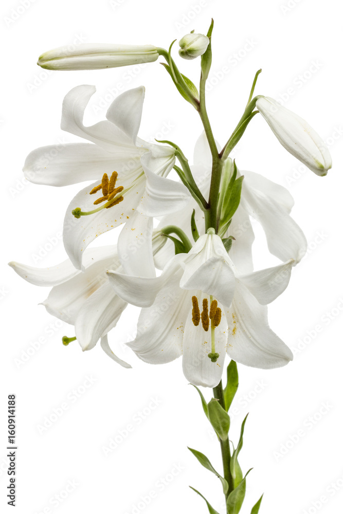 Flower of white lily, isolated on white background Flower of white lily, isolated on white background