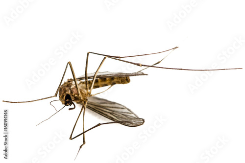 The dead mosquito, isolated on white background