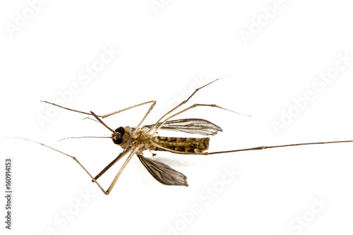 The dead mosquito, isolated on white background