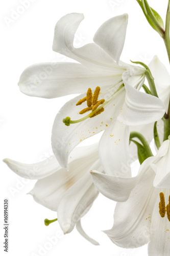 Fototapeta Naklejka Na Ścianę i Meble -  Flower of white lily, isolated on white background