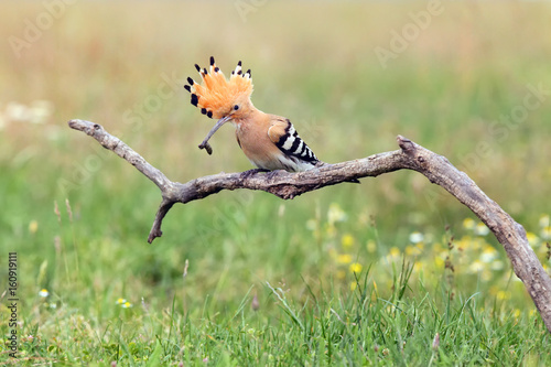 The hoopoe (Upupa epops) sitting on the branch with prey in a beak