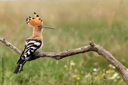 The hoopoe (Upupa epops), Epupa epops, sitting on the branch with green background