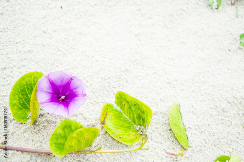 Purple Flower of morning-glory on white sand - background texture with empty space