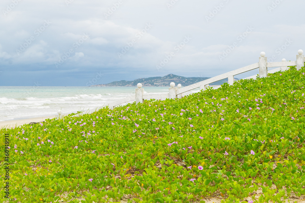 Sea beach landscape with beautiful promenade white fence and morning-glory (ipomoea) clump, Vietnam, Nha-trang