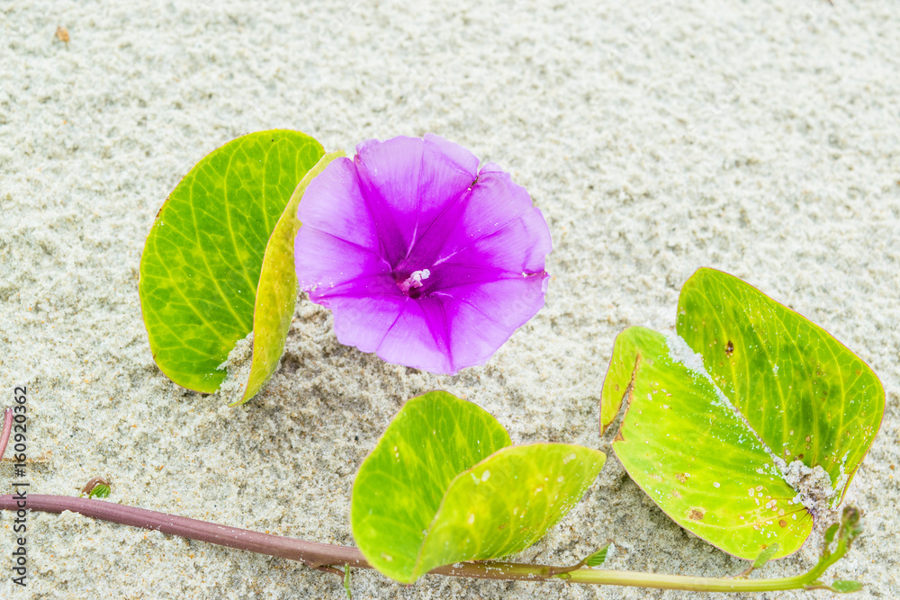 Purple Flower of morning-glory on white sand - background texture with one flower macro