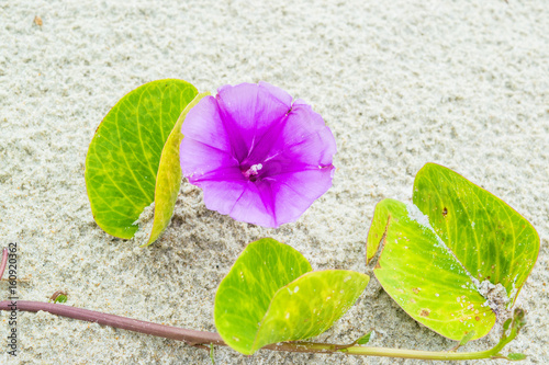 Obraz na płótnie Purple Flower of morning-glory on white sand - background texture with one flower macro w salonie