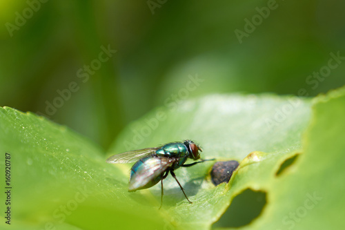 green fly sitting on leaf tree