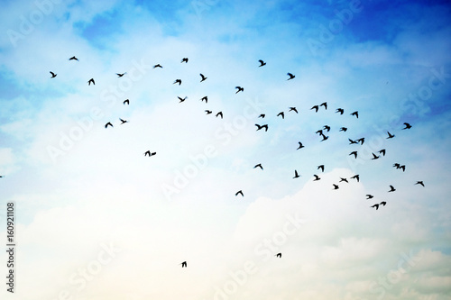 Flying birds in cloudy Sky