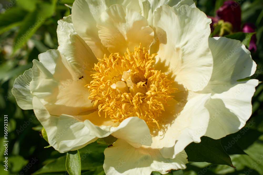 big flower with white petals and yellow center closeup big flower with white petals and yellow center closeup