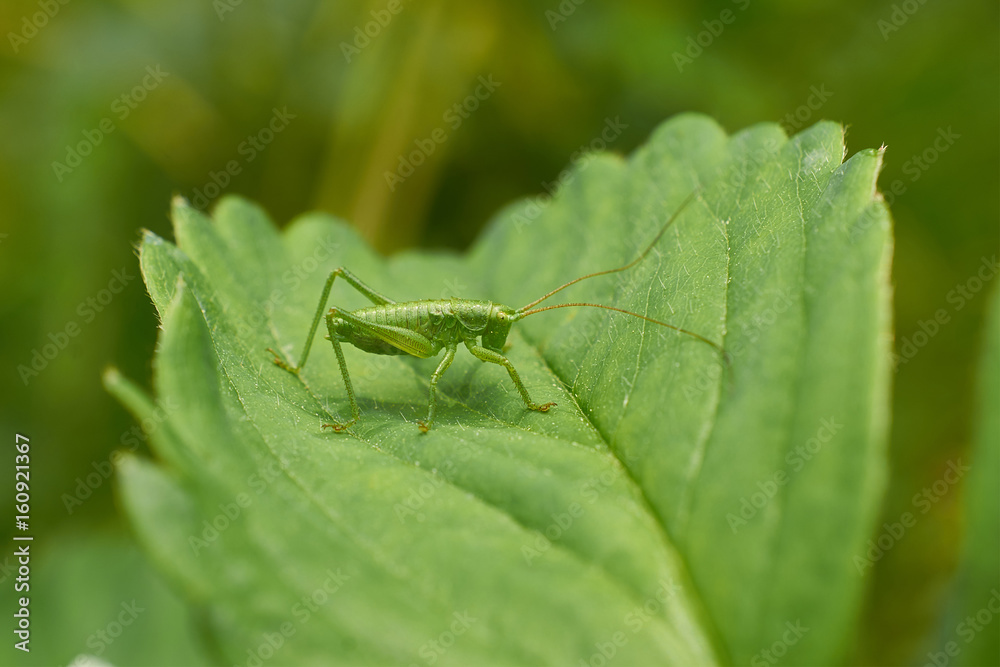 Fototapeta premium little green grasshopper sitting on sheet strawberry