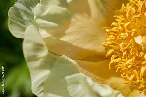 big flower with white petals and yellow center closeup