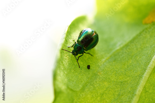 small emerald beetle sits on leaf tree