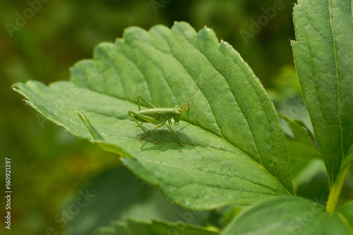 little green grasshopper sitting on sheet strawberry