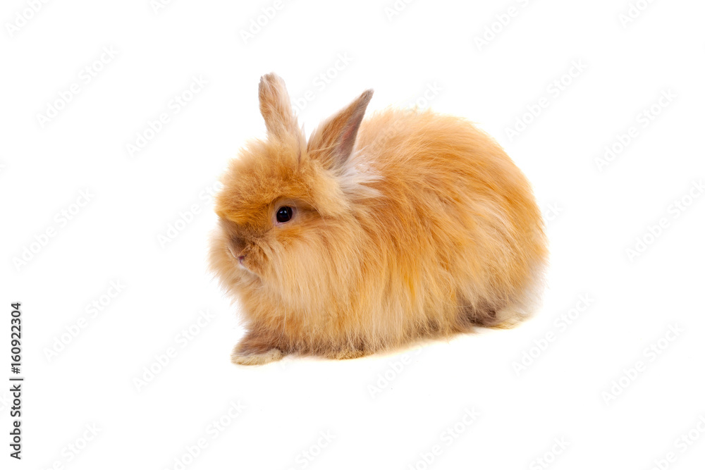 Beautiful brown rabbit toy with long and soft hair Beautiful brown rabbit toy with long and soft hair