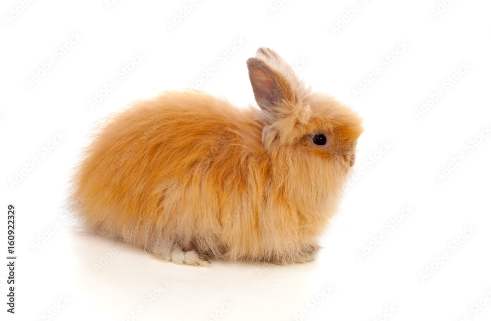 Obraz premium Beautiful brown rabbit toy with long and soft hair