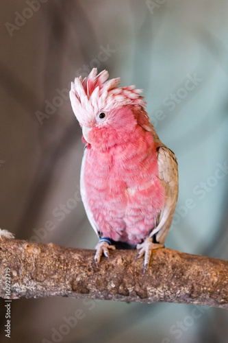 Roseate cockatoo (Eolophus roseicapilla)