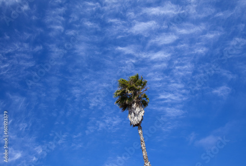 tall old palm tree