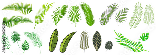 palm leaves compilation in many different styles