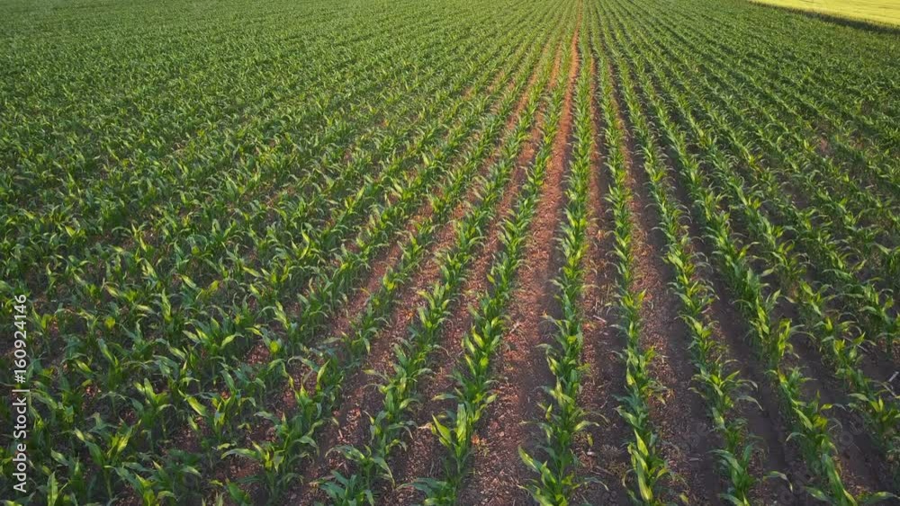 Aerial view of green corn crops field, maize landscape from drone point of view, slow motion
