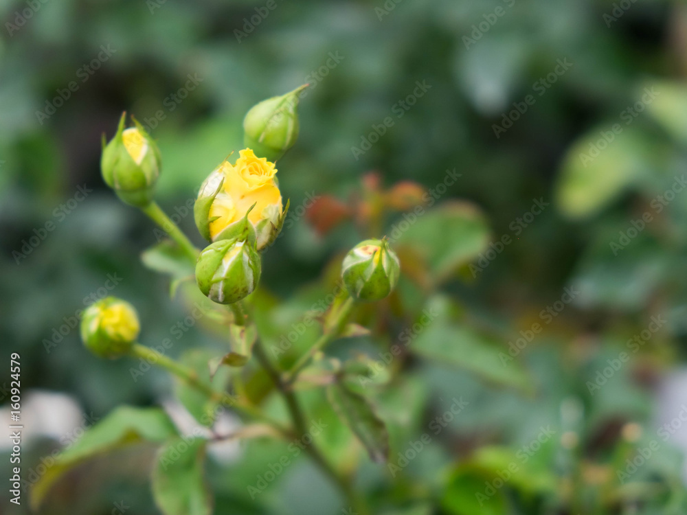 Yellow roses in the garden Yellow roses in the garden