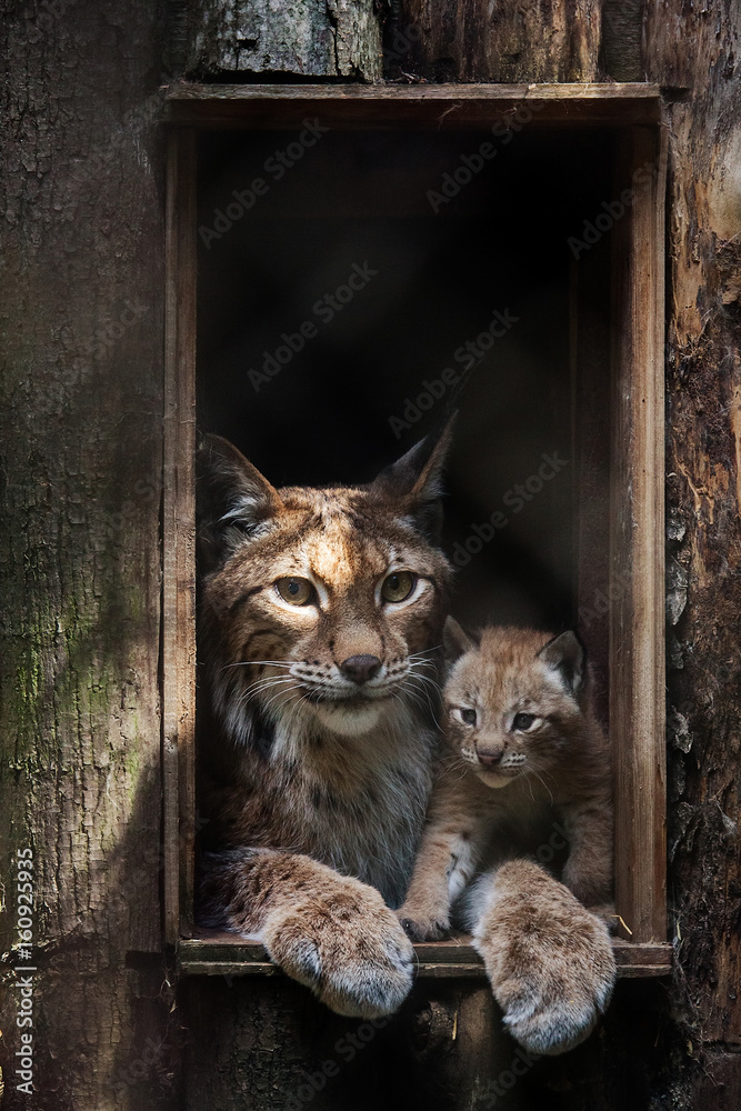 Fototapeta premium Ryś euroazjatycki (Lynx lynx)