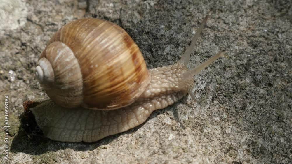 Helix pomatia escargot with spiral shell close-up 4K 2160p 30fps UltraHD footage - Outdoor slowly moving burgundy snail 3840X2160 UHD video Helix pomatia escargot with spiral shell close-up 4K 2160p 30fps UltraHD footage - Outdoor slowly moving burgundy snail 3840X2160 UHD video