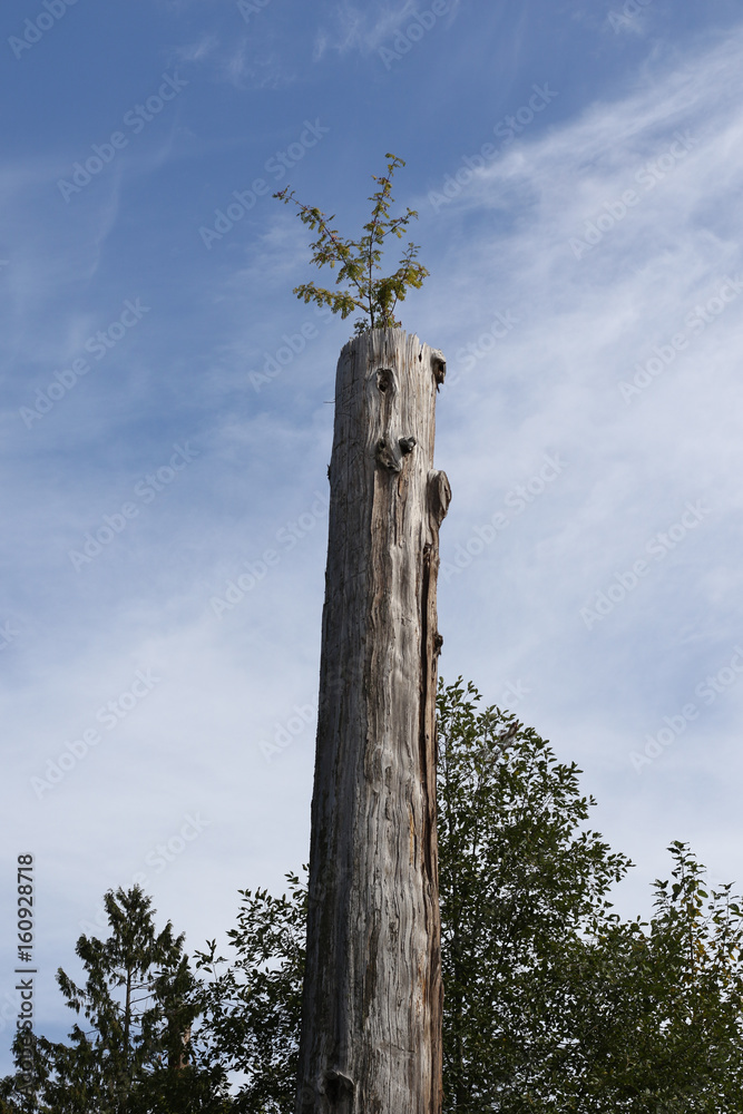 Fototapeta premium a tree in a tree