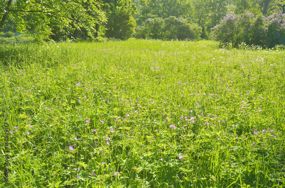 Obraz premium The natural landscape in the spring.