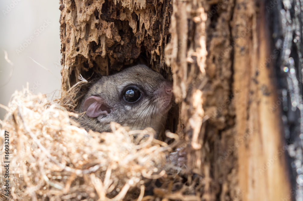 Obraz premium Southern flying squirrel (Glaucomys volans)
