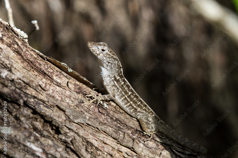 Fototapeta premium Brown anole (Anolis sagrei)