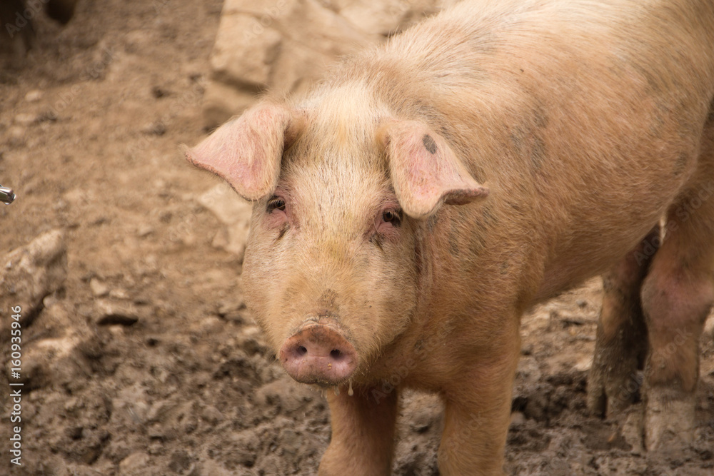 Schwein guckt traurig von vorne Freiland Haltung Schwein guckt traurig von vorne Freiland Haltung