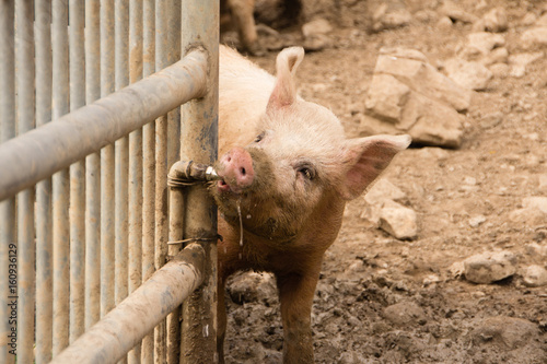 Schwein säuft trinkt Wasser Wasserleitung Wasserspender Spender