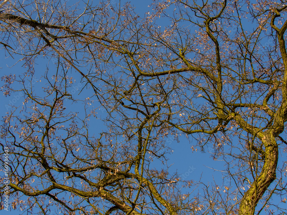 Branches of a huge tree without leaves against the blue sky Branches of a huge tree without leaves against the blue sky
