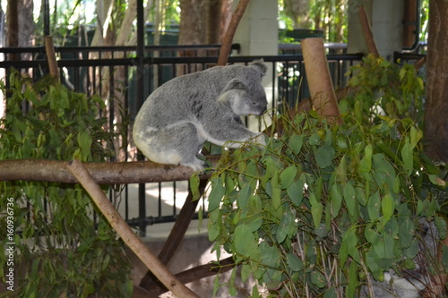 Photography koala bear