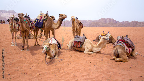 Photos dromedaries in the desert