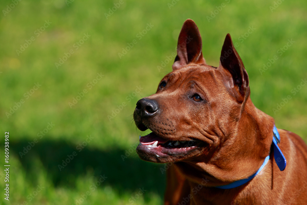dog breed Thai Ridgeback