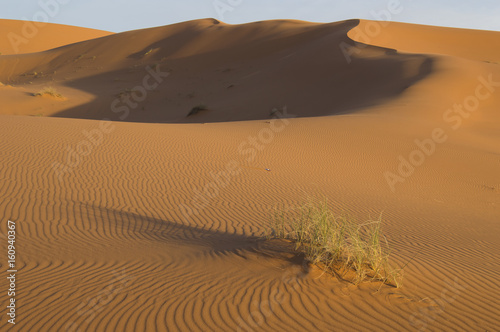 Erchebbi desert in to morocco photo