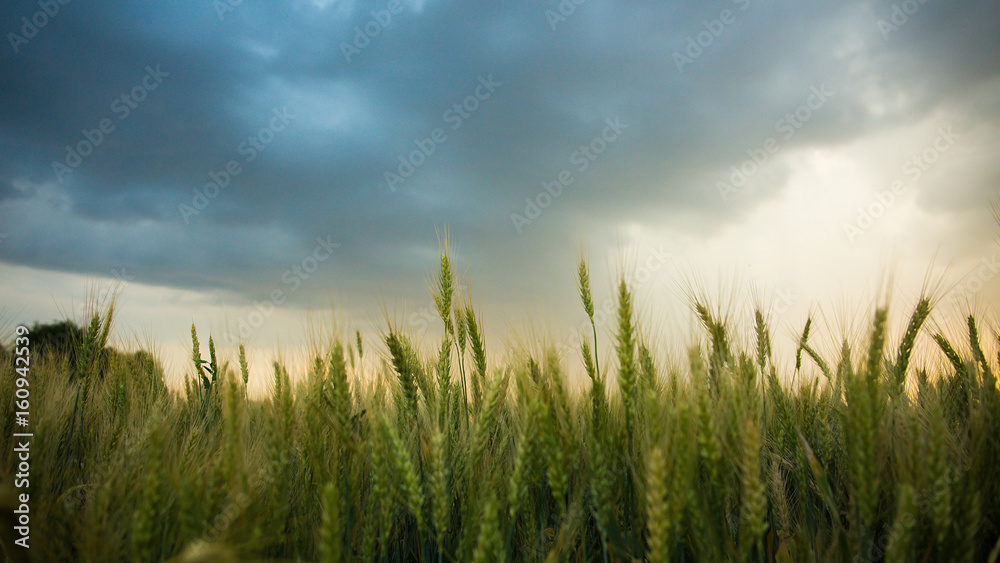Spikelets of wheat in a field with grain, against a background of gray, blue, storm clouds, summer. The pouring rain is coming.