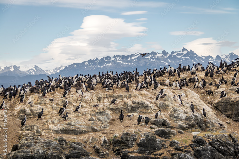 Cormorants (sea birds) island - Beagle Channel, Ushuaia, Argentina