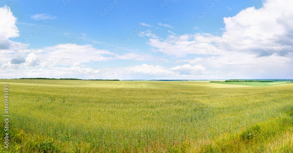 panoramic photo of green wheat field