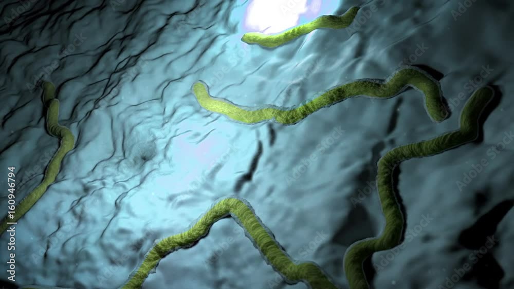 Salmonella in the human organism, Bacteria in detail, live bacteria