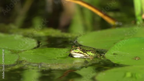A small green frog is climbing up on a water lily leaf in a pond