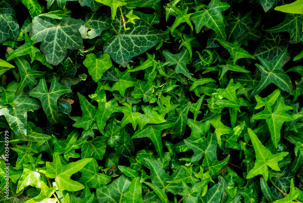 Dense thickets of ivy for background