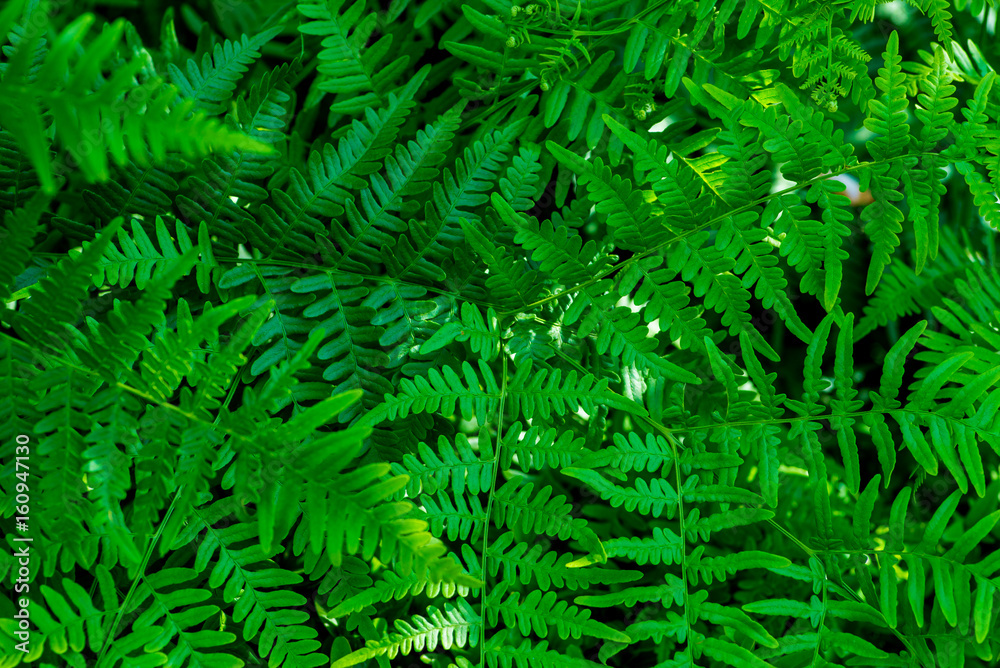 Bright dense foliage fern for background