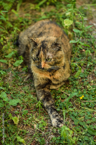 Cat lying on the grass in the forest
