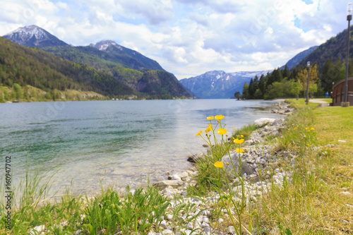 Lake Achensee on a sunny windy and couldy day at Achenkirch with yellow flower photo