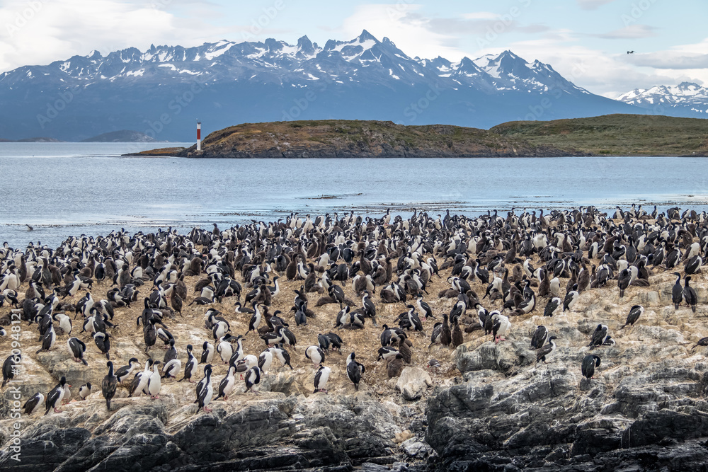 Cormorants (sea birds) island - Beagle Channel, Ushuaia, Argentina Cormorants (sea birds) island - Beagle Channel, Ushuaia, Argentina