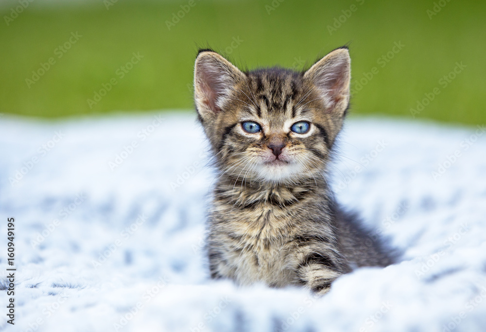 A gray striped kitten