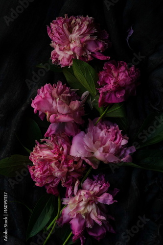 Withered pink peonies on a dark background. Low key.top view