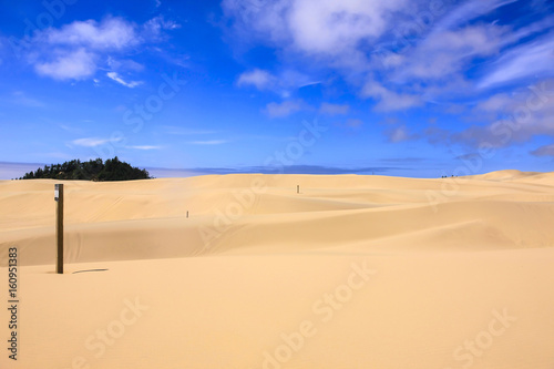 Sand Dunes in the Jessie M. Honeyman Memorial State Park in Oregon, USA